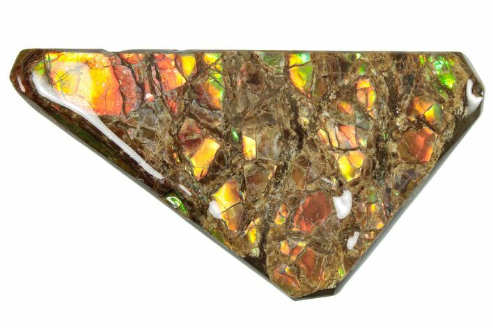 Iridescent Ammolite (Fossil Ammonite Shell) - Rainbow Colors #293344